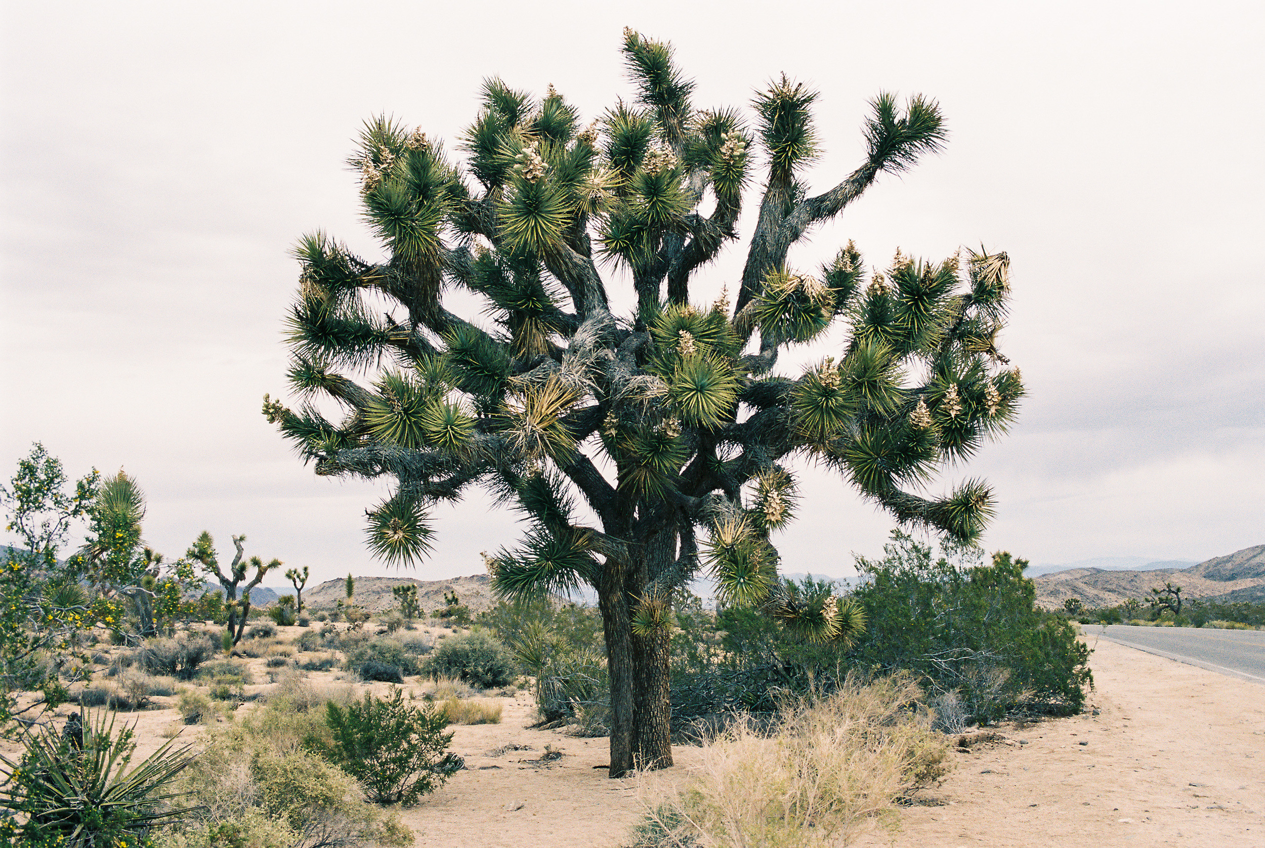 and then there was Joshua Tree. one of the most expansive, glorious places I've ever been.&nbsp;